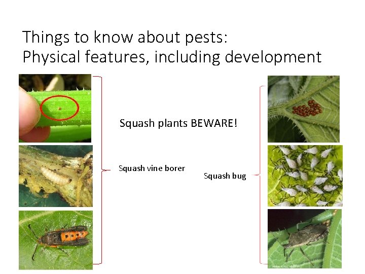 Things to know about pests: Physical features, including development Squash plants BEWARE! Squash vine