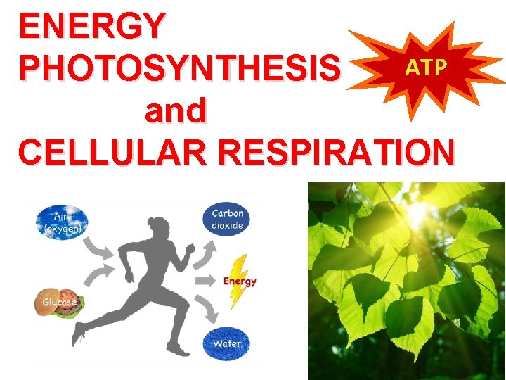 ENERGY ATP PHOTOSYNTHESIS and CELLULAR RESPIRATION 