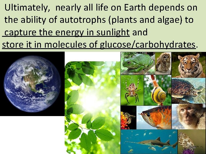  Ultimately, nearly all life on Earth depends on the ability of autotrophs (plants