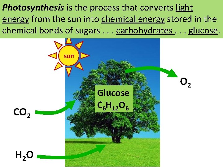 Photosynthesis is the process that converts light energy from the sun into chemical energy