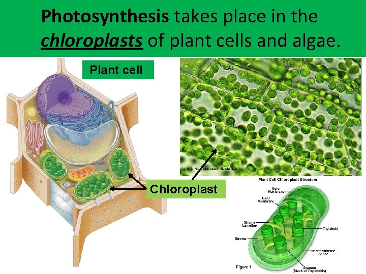 organelle does photosynthesis take place? In which Photosynthesis takes place in the chloroplasts of