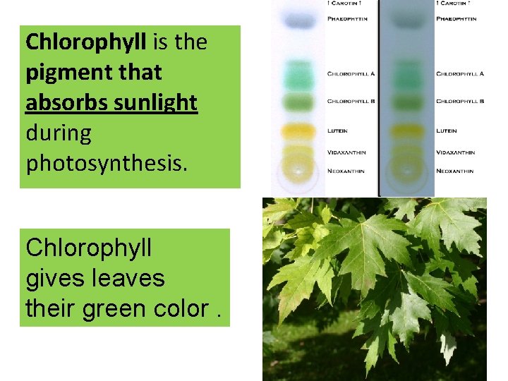 Chlorophyll is the pigment that absorbs sunlight during photosynthesis. Chlorophyll gives leaves their green