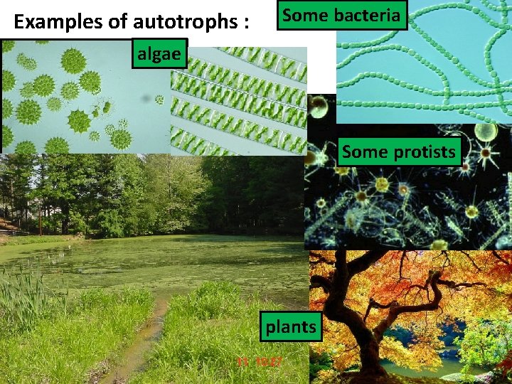 Examples of autotrophs : Some bacteria algae Some protists plants 