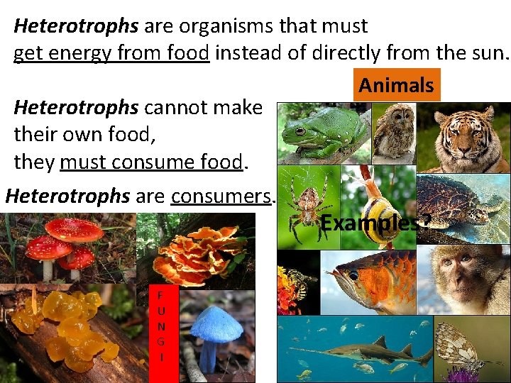 Heterotrophs are organisms that must get energy from food instead of directly from the