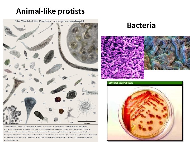 Animal-like protists Bacteria 