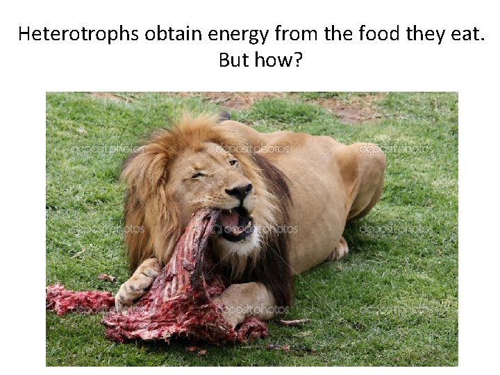 Heterotrophs obtain energy from the food they eat. But how? 