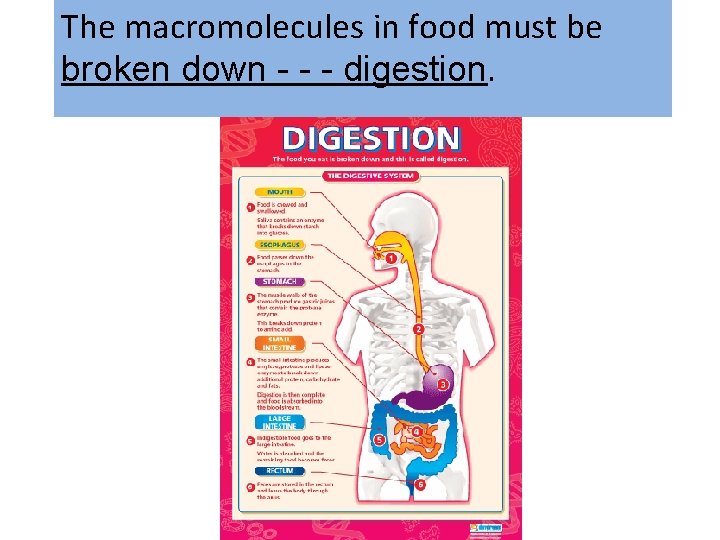 The macromolecules in food must be broken down - - - digestion. 