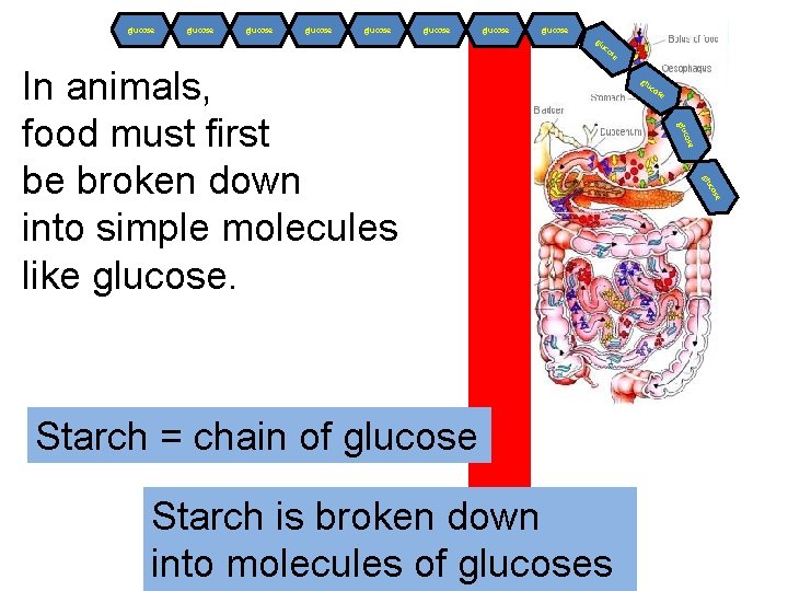 glucose glucose glu co se ose c glu Starch is broken down into molecules