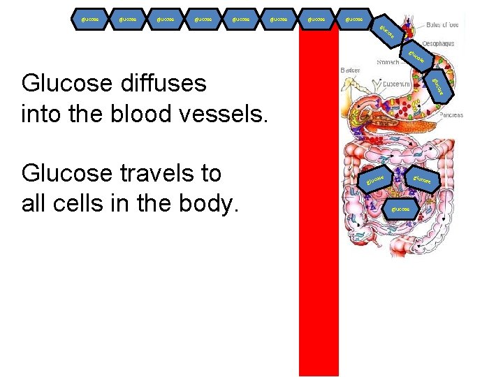 glucose glucose glu co se e cos Glucose travels to all cells in the