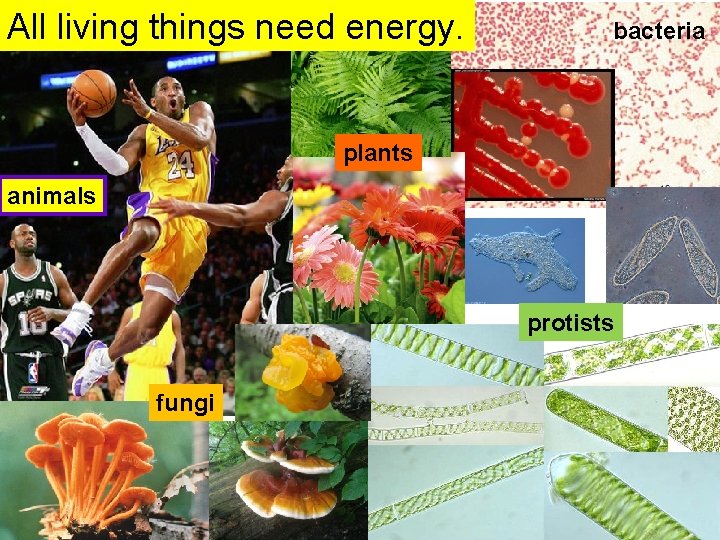 All living things need energy. bacteria plants animals protists fungi 