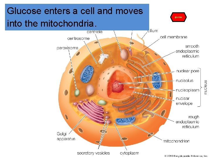 Glucose enters a cell and moves into the mitochondria. glucose 