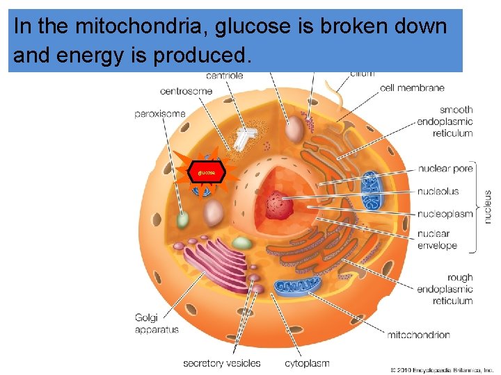 In the mitochondria, glucose is broken down and energy is produced. ATP glucose 