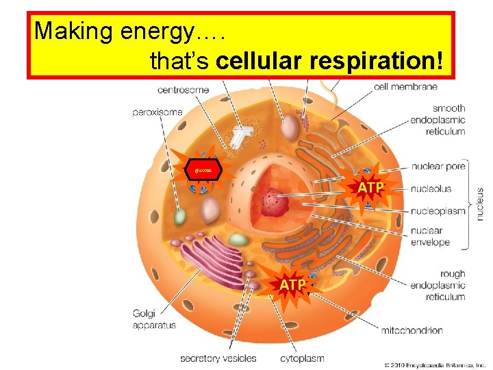 Making energy…. that’s cellular respiration! ATP glucose 