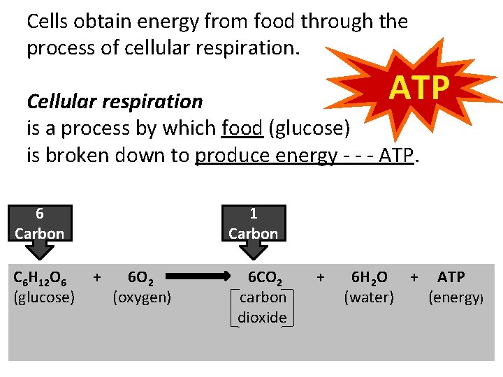 Cells obtain energy from food through the process of cellular respiration. Cellular respiration is