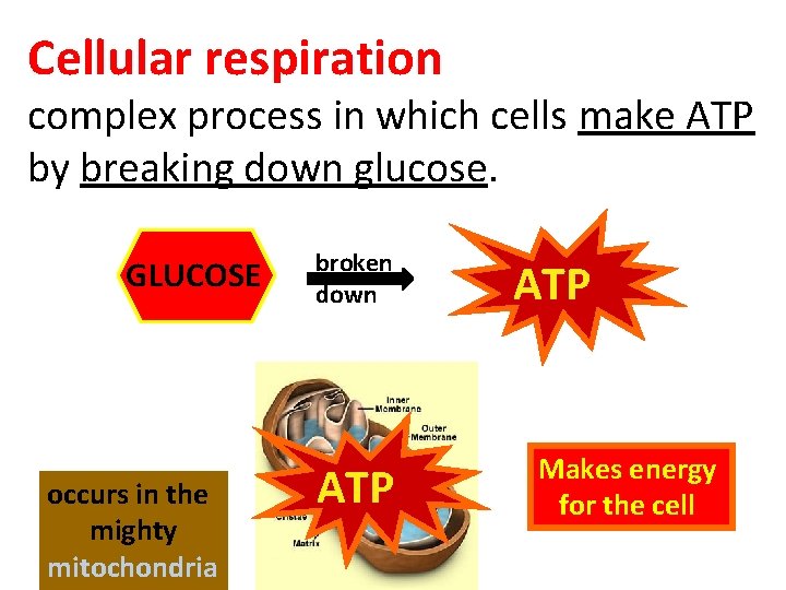 Cellular respiration complex process in which cells make ATP by breaking down glucose. GLUCOSE