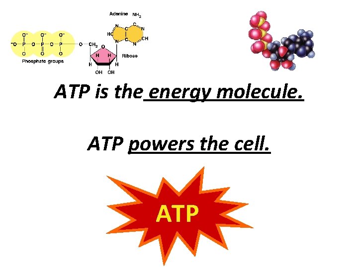 ATP is the energy molecule. ATP powers the cell. ATP 