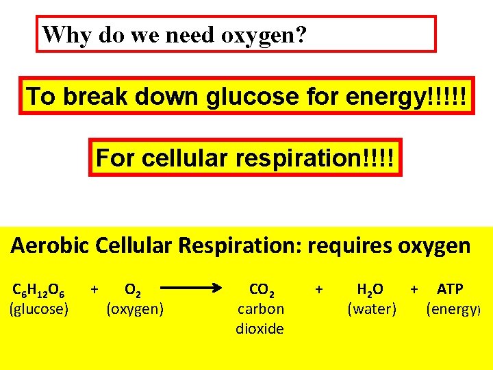 Why do we need oxygen? To break down glucose for energy!!!!! For cellular respiration!!!!