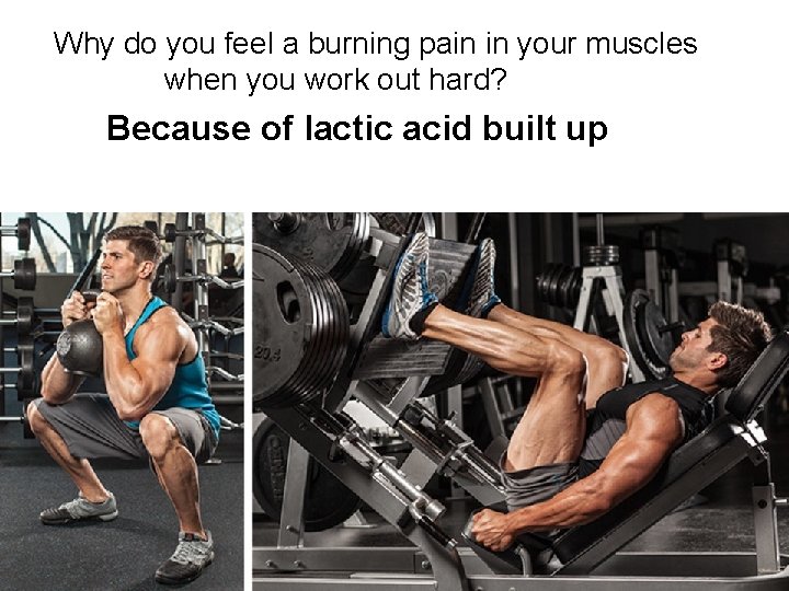 Why do you feel a burning pain in your muscles when you work out