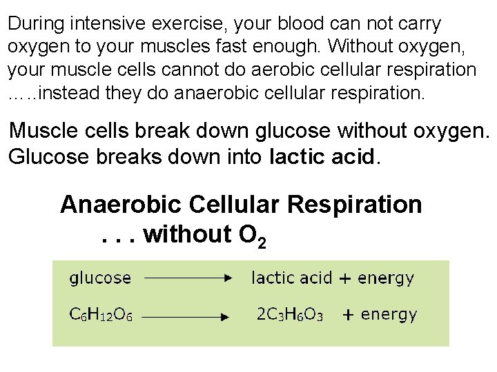 During intensive exercise, your blood can not carry oxygen to your muscles fast enough.