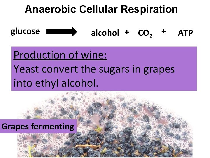 Anaerobic Cellular Respiration glucose alcohol + CO 2 + Production of wine: Yeast convert