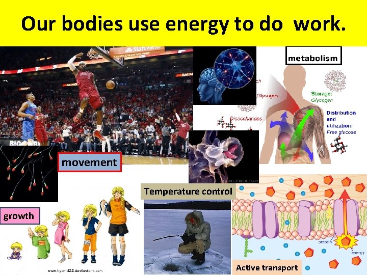 Our bodies Why douse youenergy need energy? to do work. movement Temperature control growth