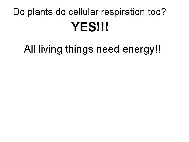 Do plants do cellular respiration too? YES!!! All living things need energy!! 