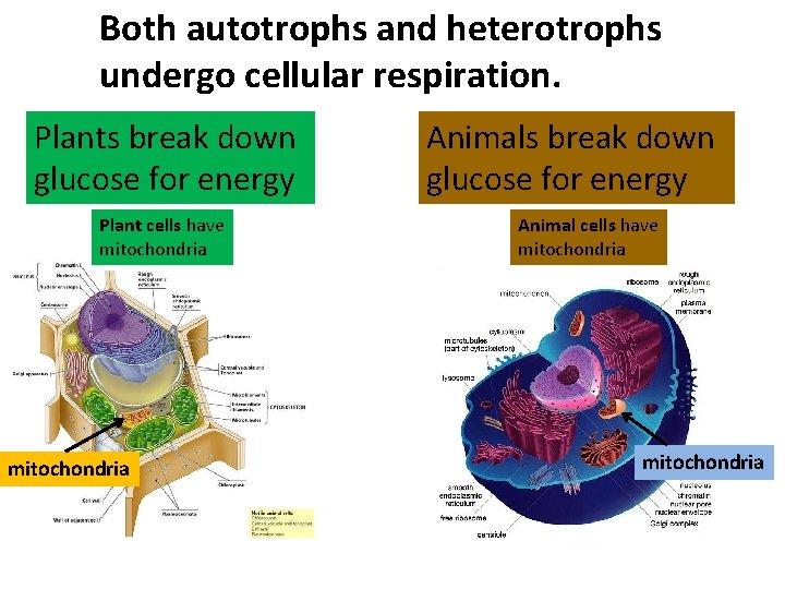 Both autotrophs and heterotrophs undergo cellular respiration. Plants break down glucose for energy Plant