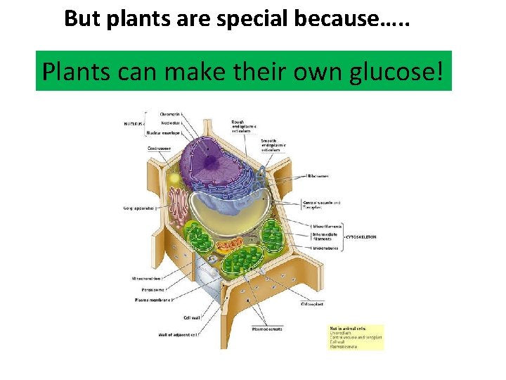But plants are special because…. . Plants can make their own glucose! 