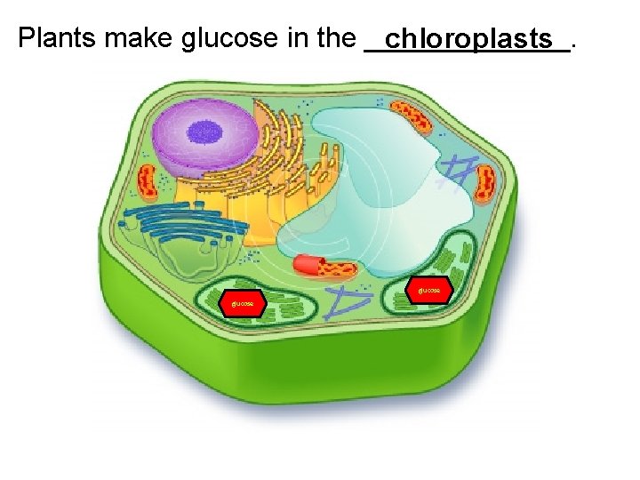 Plants make glucose in the _______. chloroplasts glucose 