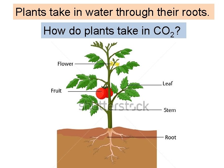 Plants take in water through their roots. How do plants take in CO 2?