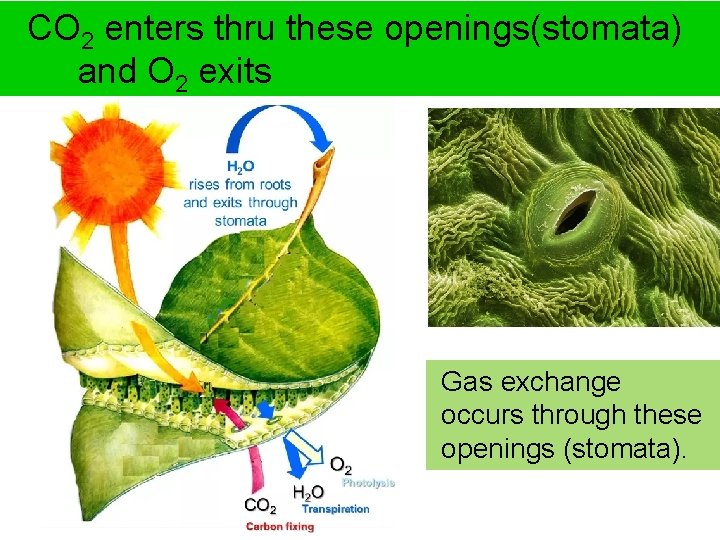 CO 2 enters thru these openings(stomata) and O 2 exits Gas exchange occurs through