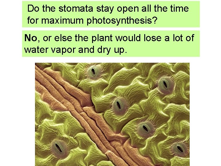 Do the stomata stay open all the time for maximum photosynthesis? No, or else