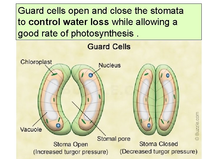 Guard cells open and close the stomata to control water loss while allowing a
