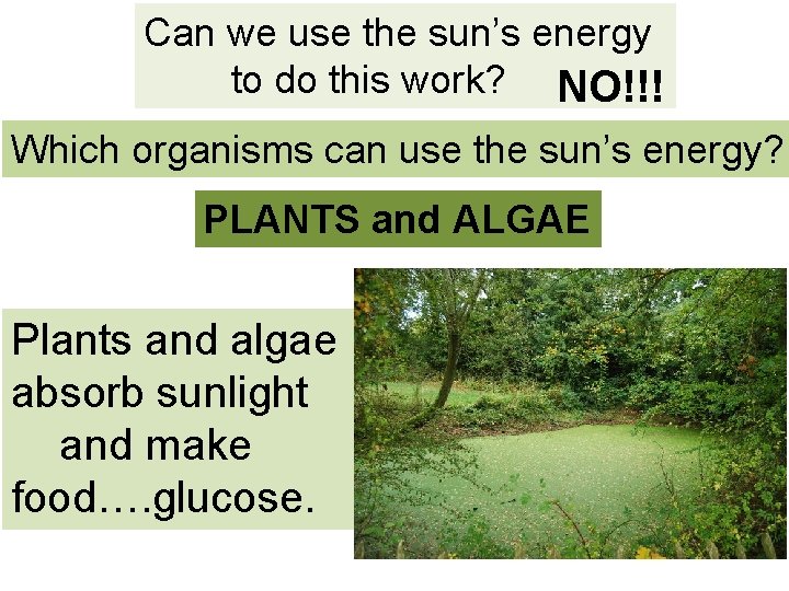 Can we use the sun’s energy to do this work? NO!!! Which organisms can