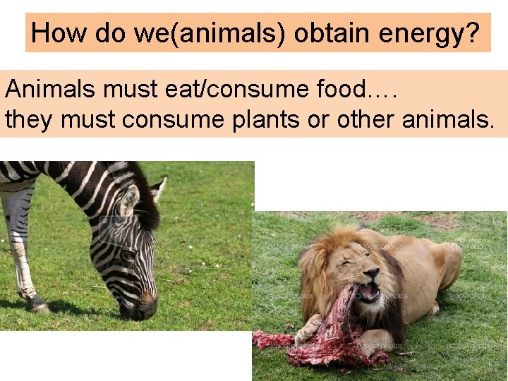 How do we(animals) obtain energy? Animals must eat/consume food…. they must consume plants or