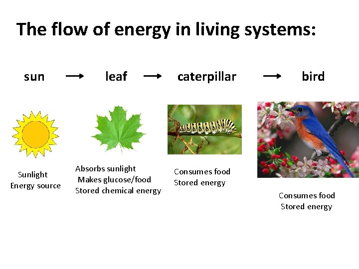 The flow of energy in living systems: sun leaf Sunlight Energy source Absorbs sunlight