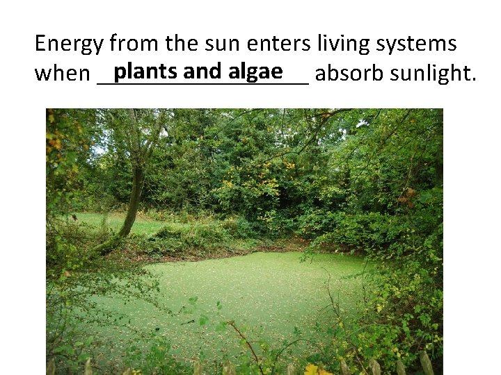 Energy from the sun enters living systems plants and algae when _________ absorb sunlight.