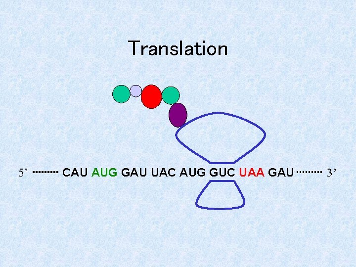 Algorithmics of 1 frameshift RNA sequences Michal Bekaert