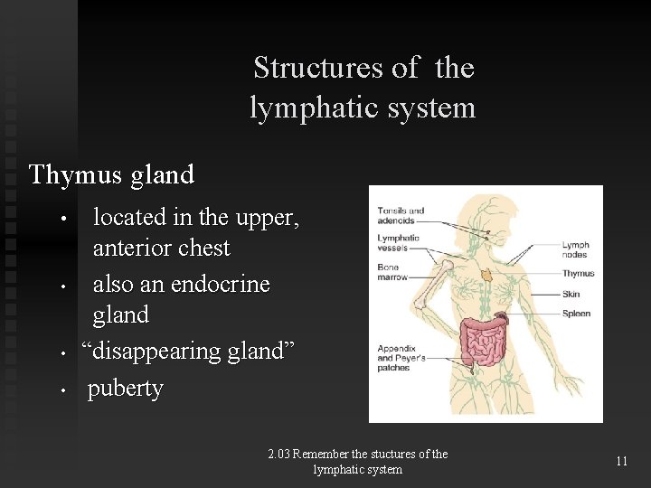 Structures of the lymphatic system Thymus gland • • located in the upper, anterior