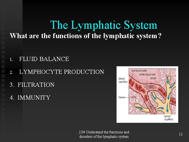 The Lymphatic System What are the functions of the lymphatic system? 1. FLUID BALANCE