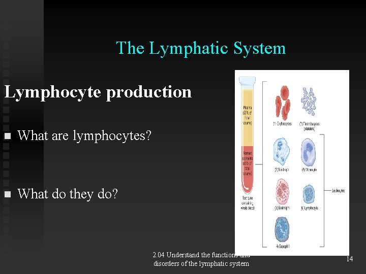 The Lymphatic System Lymphocyte production n What are lymphocytes? n What do they do?