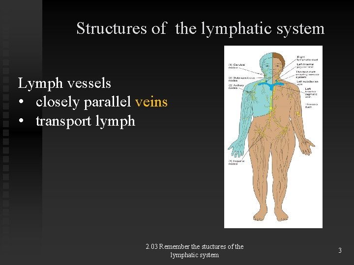 Structures of the lymphatic system Lymph vessels • closely parallel veins • transport lymph