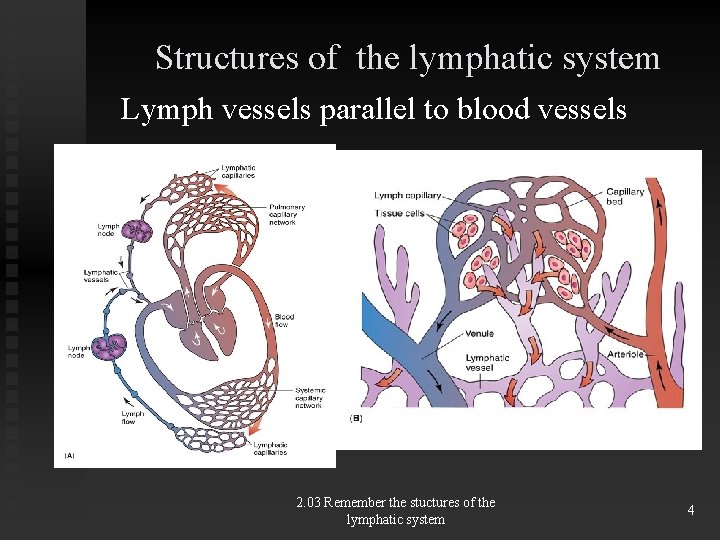 Structures of the lymphatic system Lymph vessels parallel to blood vessels 2. 03 Remember