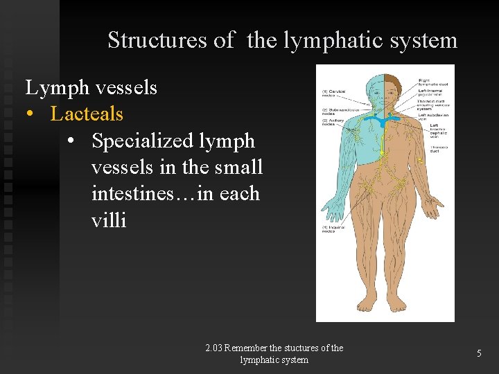 Structures of the lymphatic system Lymph vessels • Lacteals • Specialized lymph vessels in