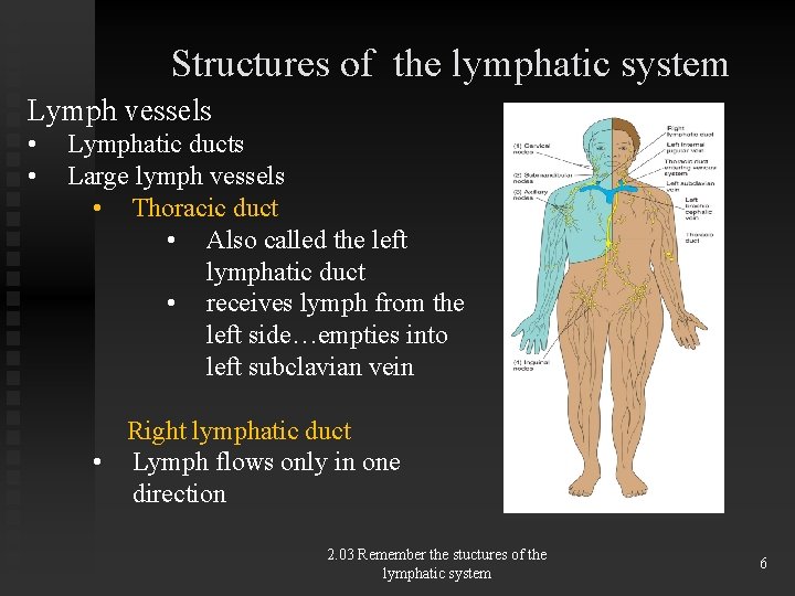 Structures of the lymphatic system Lymph vessels • • Lymphatic ducts Large lymph vessels