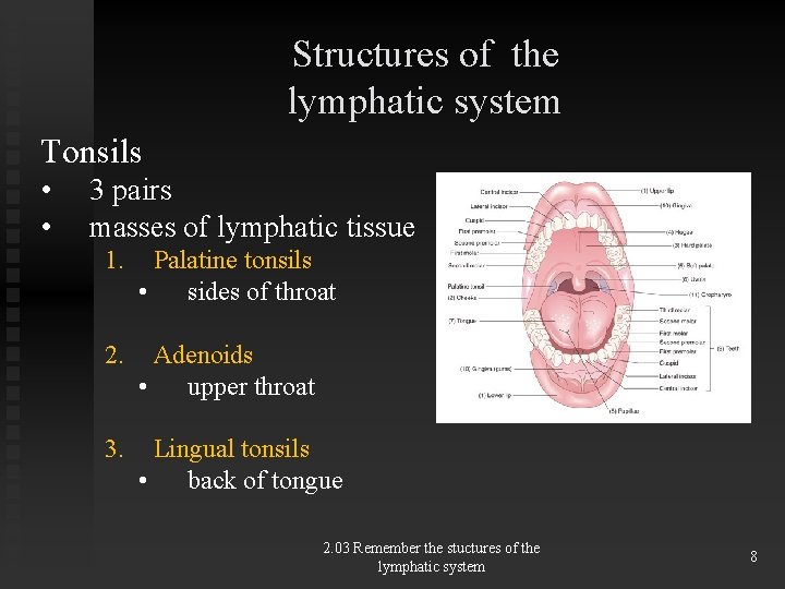 Structures of the lymphatic system Tonsils • • 3 pairs masses of lymphatic tissue