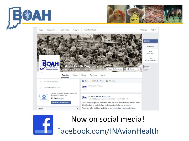 Now on social media! Facebook. com/INAvian. Health 