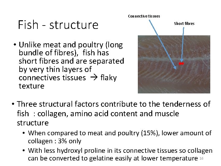 Fish - structure Connective tissues Short fibres • Unlike meat and poultry (long bundle