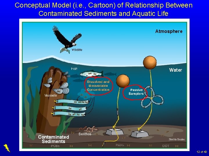 Conceptual Model (i. e. , Cartoon) of Relationship Between Contaminated Sediments and Aquatic Life