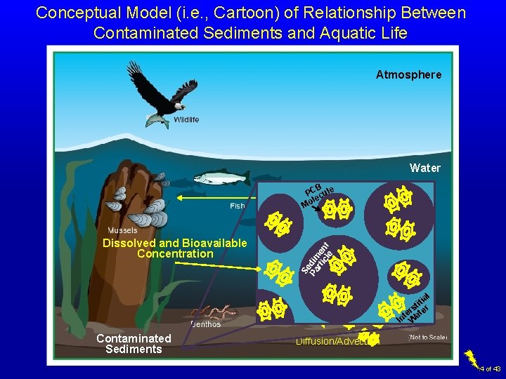 Conceptual Model (i. e. , Cartoon) of Relationship Between Contaminated Sediments and Aquatic Life